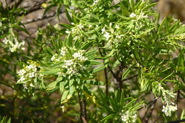 Flax-leaved daphne