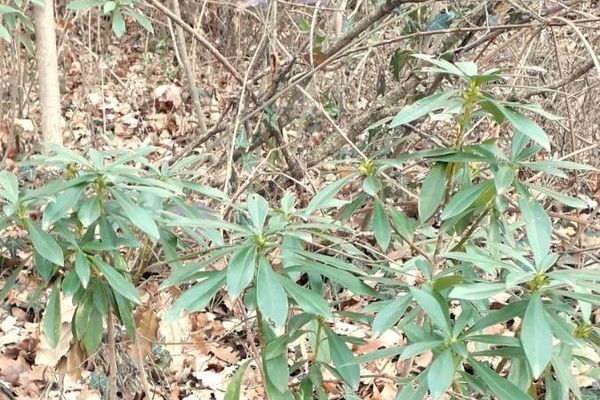 Spurge-laurel