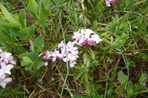 Striated daphne