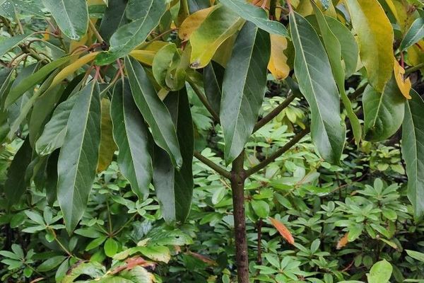 Daphniphyllum macropodum