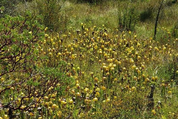 California-pitcherplant