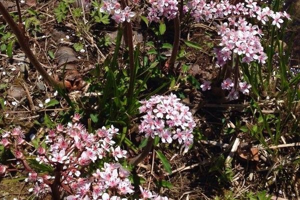 Indian-rhubarb