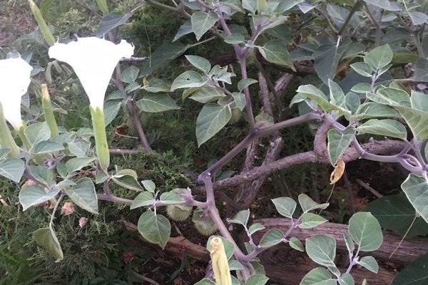 Indian-apple