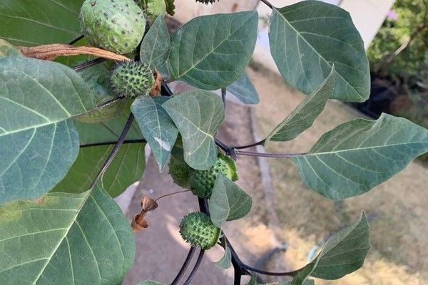 Hoary thorn-apple
