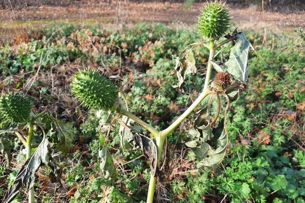Thorn-apple