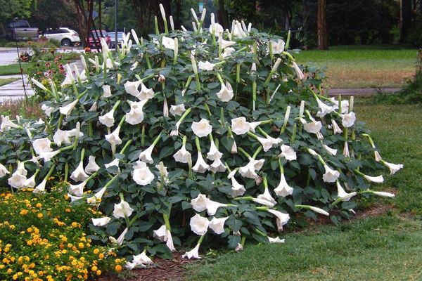 Hairy thorn-apple