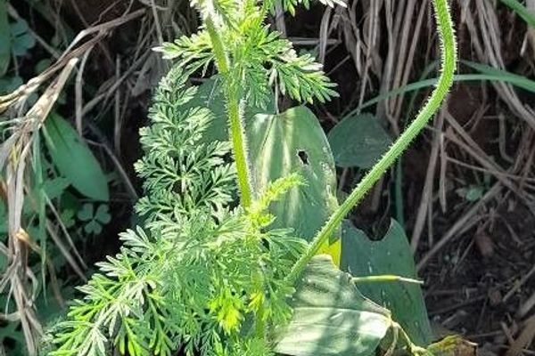 Rattlesnake-weed