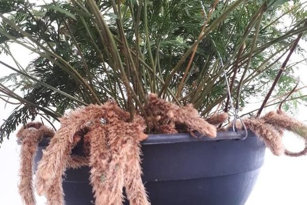 Deer-foot fern