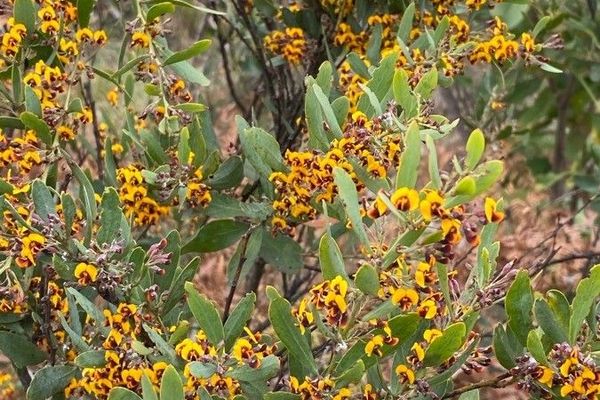 Daviesia mimosoides