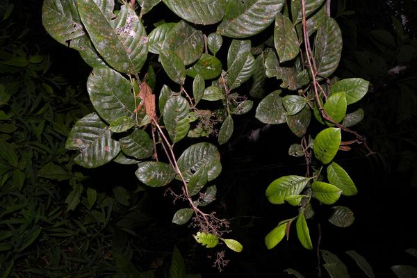 Davilla nitida