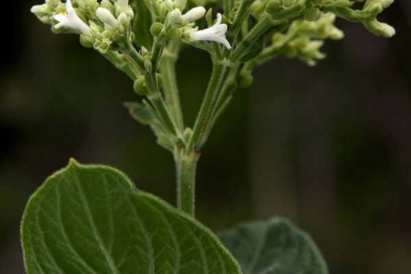 Declieuxia fruticosa