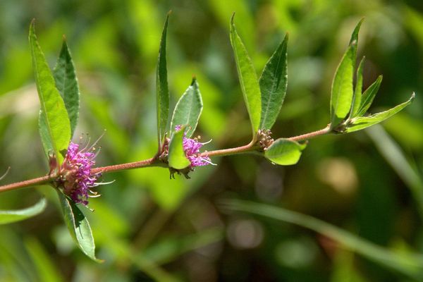 Swamp-loosestrife