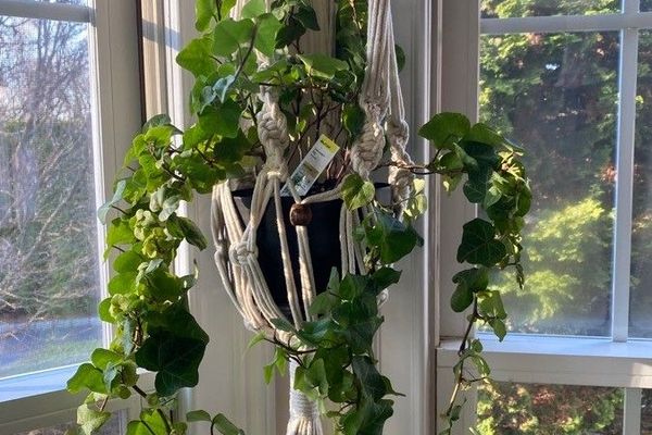 German-ivy