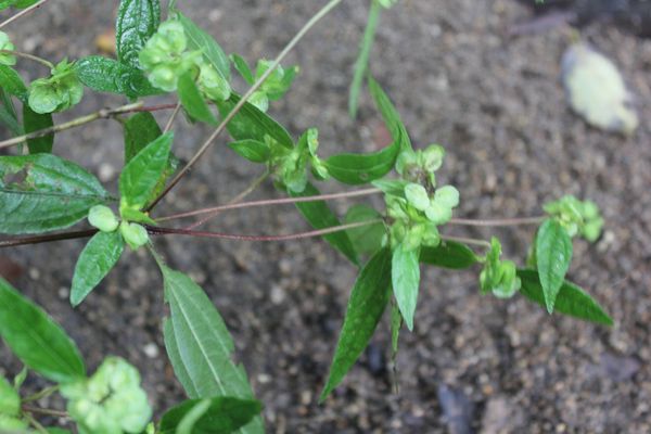 Delilia biflora