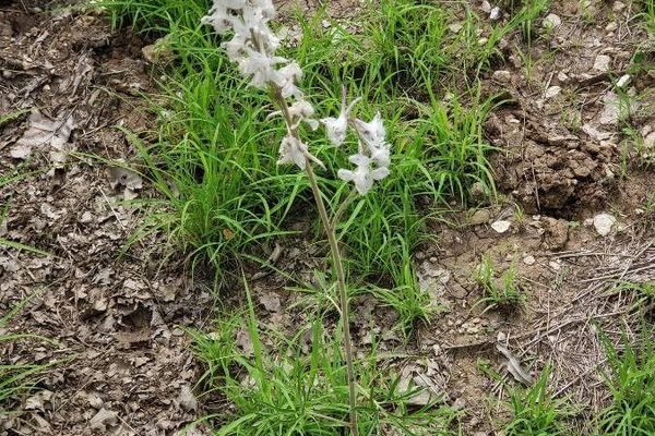 Carolina larkspur
