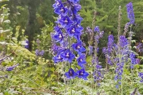Alpine delphinium