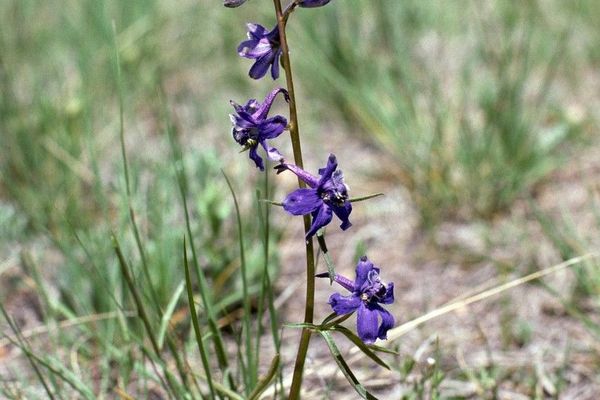 Twolobe larkspur