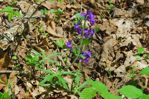 Dwarf larkspur