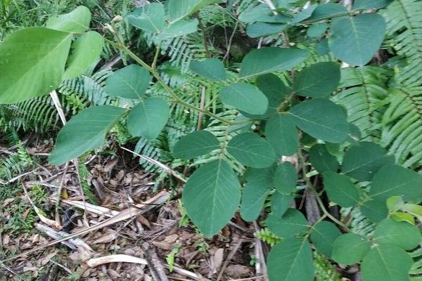 Horsebush