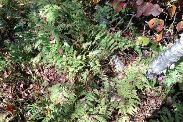 Hay-scent fern