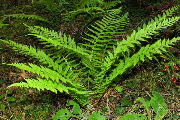 Silver false spleenwort