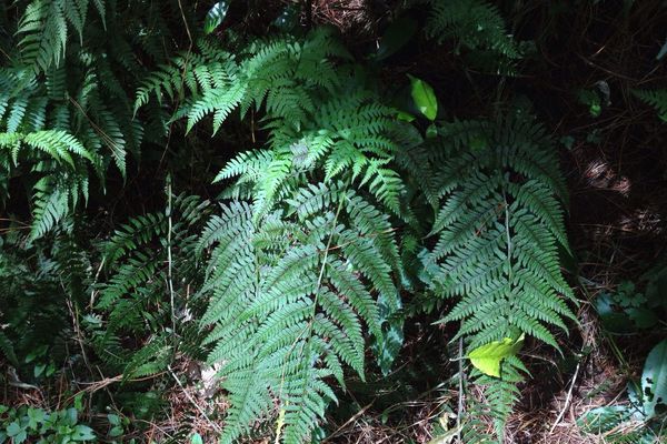 Japanese false spleenwort