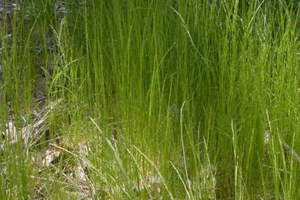 Slender hair grass