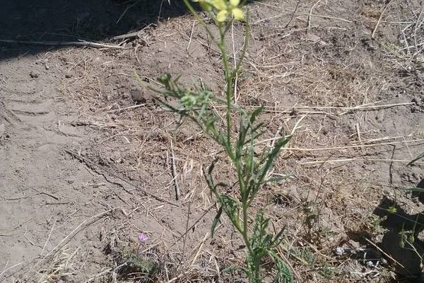 Tansy mustard