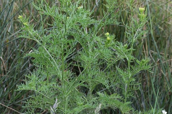 Tansy mustard