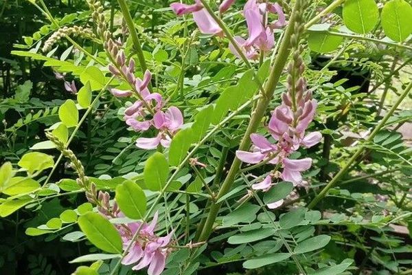 Showy tick trefoil