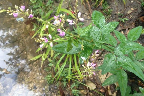 Panicled tick-clover