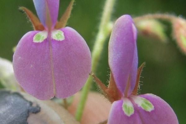 Western trailing ticktrefoil