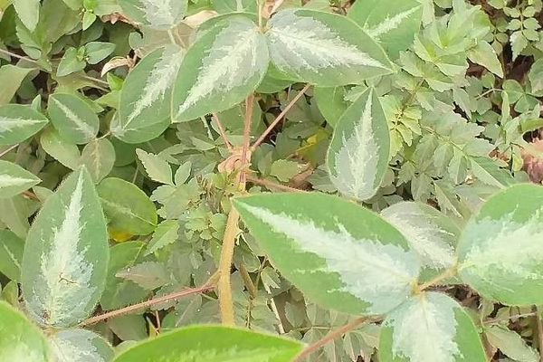 Silverleaf desmodium