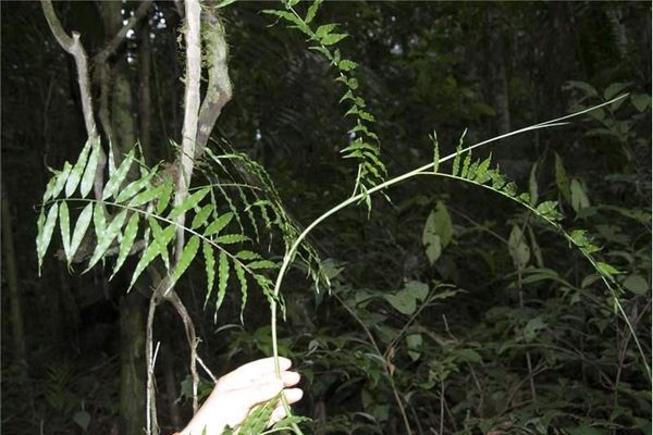 Desmoncus mitis