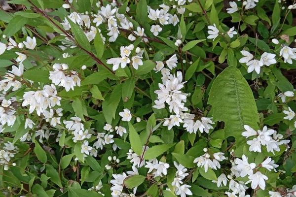 Fuzzy pride-of-rochester