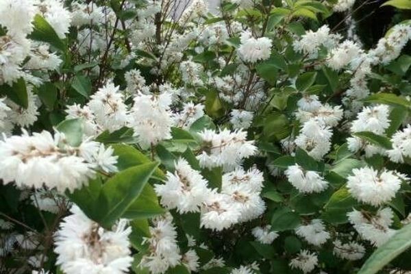 Deutzia