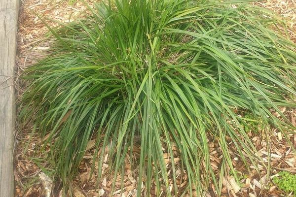 Dianella brevicaulis
