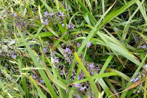 Blue flax-lily