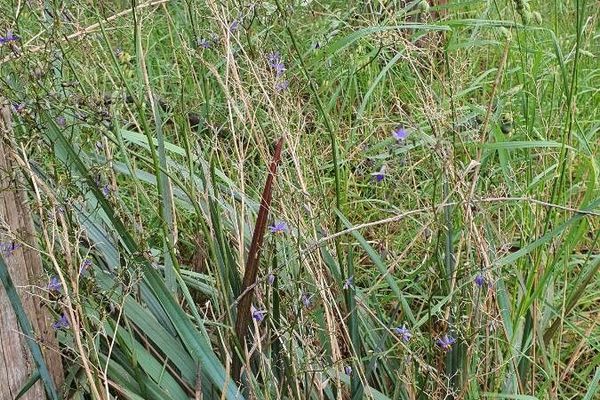 Dianella revoluta