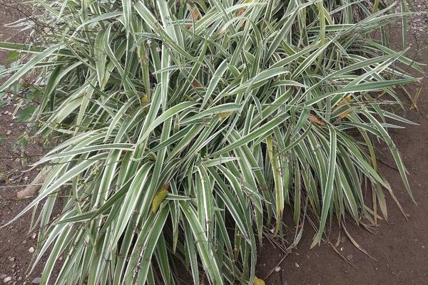 Tasman flax-lily