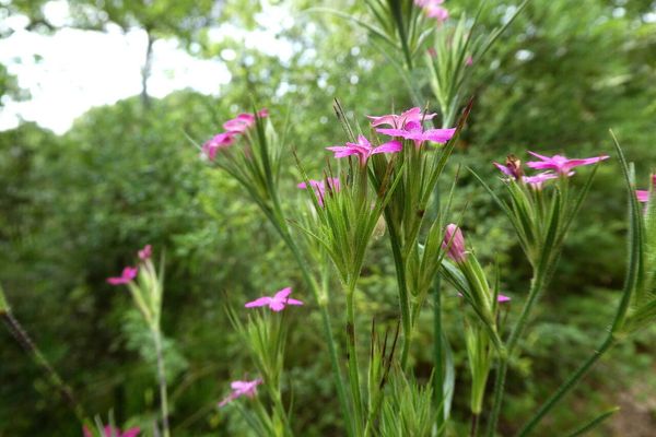 Grass pink