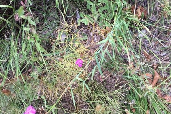Dianthus balbisii
