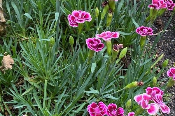 Sweet-william