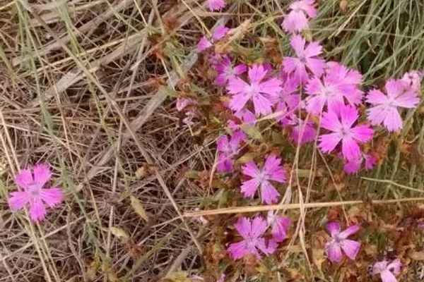 Carthusian pink