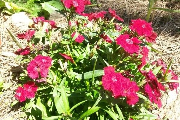 Japanese pink