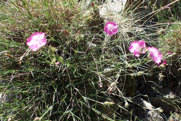 Dianthus graniticus