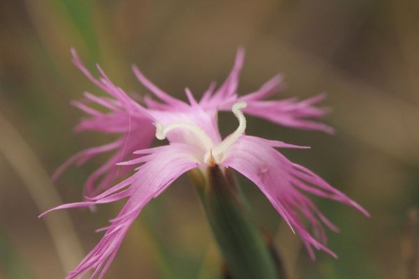Fringed pink
