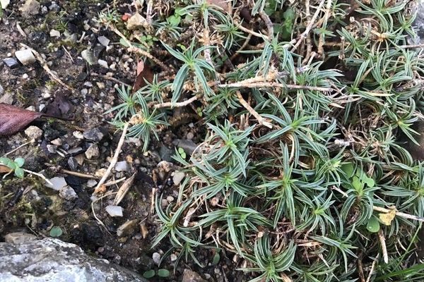 Dianthus laricifolius