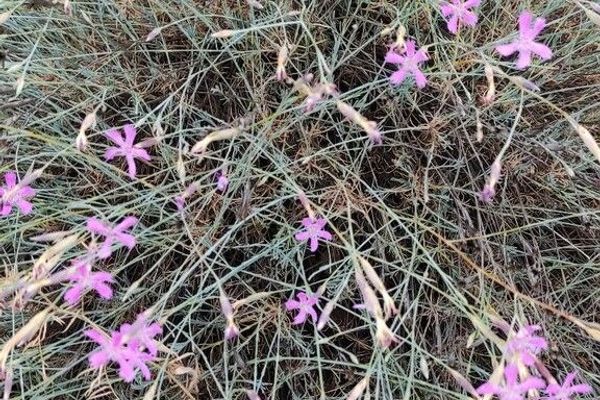 Dianthus lusitanus