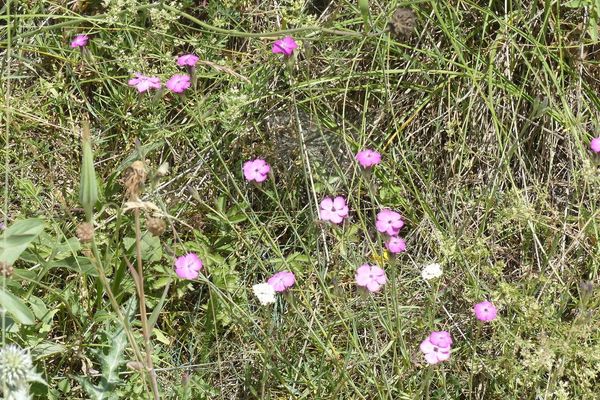 Dianthus pavonius